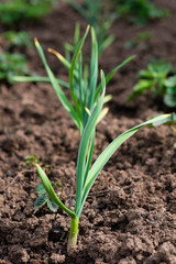 sprout of garlic planted in the ground