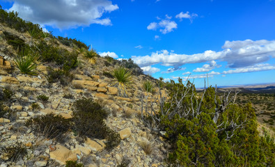 Agave, yucca, cacti and desert plants in a mountain valley landscape in New Mexico,