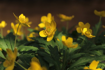 Fototapeta premium yellow flowers in spring