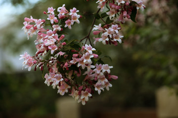 Kolkwitzie Perlmuttstrauch 