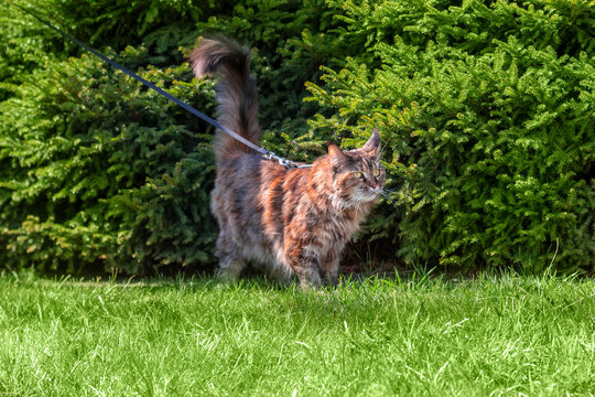 Maine Coon cat walks in summer park with harness with leash. Walking with cat on  green lawn in sunny day