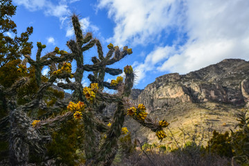 Cacti Tree cholla (Cylindropuntia imbricata) against the blue sky in a mountain landscape in New...