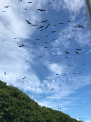 seagulls on the sky