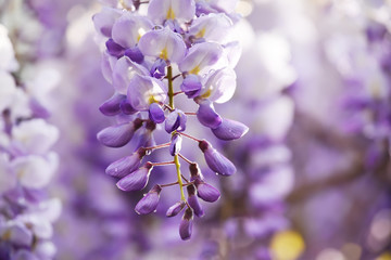 Tender lilac branches of wisteria flowers after rain. close-up