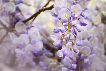 Tender lilac branches of wisteria flowers after rain. close-up