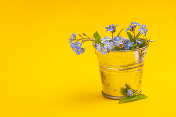 Spring blue forget-me-nots flowers,  closeup of Myosotis sylvatica, little blue flowers on a vivid spring yellow background with copy space.