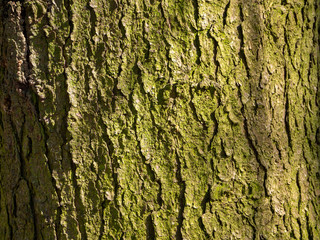 The bark of the old pine turned green. The texture of the tree bark is ribbed. Sunny wood background.