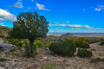 Obraz premium Conifers in the Guadalupe Mountain Valley in New Mexico, USA