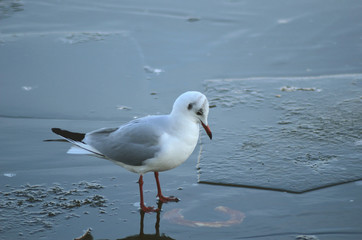 seagull on the ice