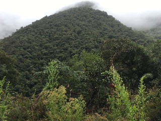 Landscape of national park Manu in Peru, natural outdoor background of rainforest, trees, plants, leaves. Green naturally wild tropical view