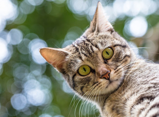 Gato olhando de cima para baixo
