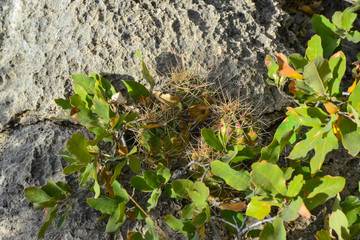 Opuntia cacti and other desert plants in the mountains landscape in New Mexico, USA