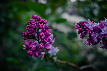 Purple and beautiful flowering lilac bush.