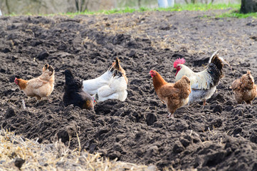 chicken in the garden on the dark plowed ground