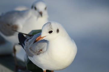 seagull on the snow