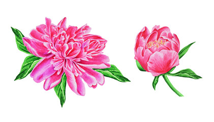 Watercolor illustration of a pink peony with green leaves and a bud, a flower on a white background. Hand drawing.