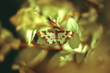 Green moth on a flower in the garden