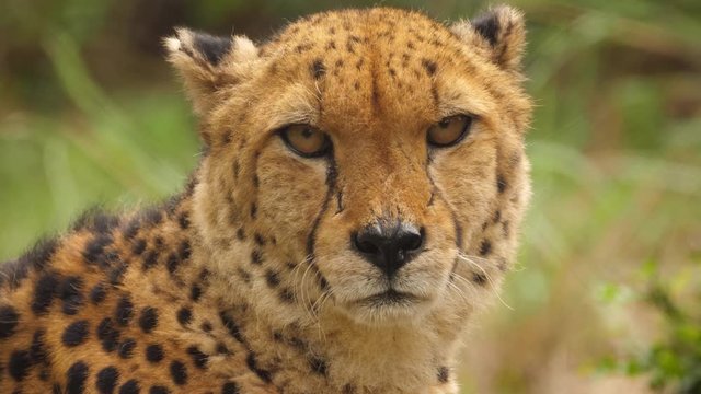Close up of cheetah's head turning and looking at the camera, selective focus