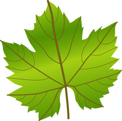 Green Grape Wine Leavf on White Background - Illustration Vector Isolated Icon