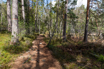 Beautiful Scandinavian nature. Tyresta National Park. Sweden