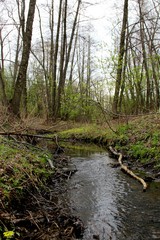 river in the forest
