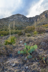 Agave, yucca, cacti and desert plants in a mountain valley landscape in New Mexico,