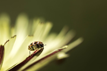Anthrène du bouillon blanc sur une fleur de pissenlit