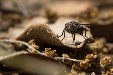 Macrophotographie d'une mouche
