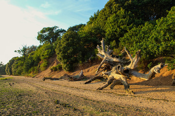 dead tree on a beach at sunset