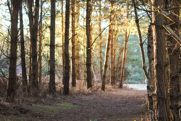 forest in the sunset