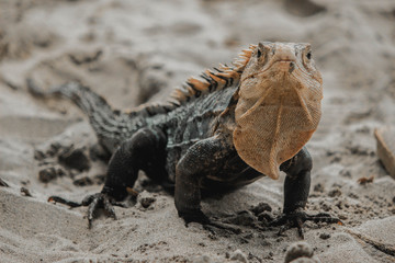 Hola © Federovedaph