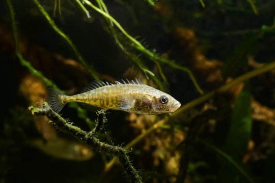 active and curious species ninespine stickleback, intelligent freshwater decorative wild fish show its spines, European temperate lake biotope aquarium, nature protection concept