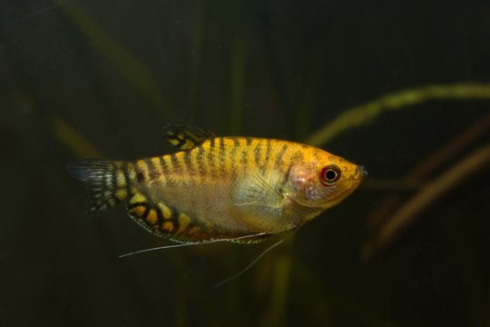 dwarf gourami, artificial selection form of Trichogaster chuna, common freshwater aquatrade species from Asia, best choice for nano tanks, beauty of nature concept image