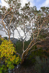 Endemic, tree  Texas Madrone (Arbutus xelapensis) in a mountain landscape in New Mexico, USA