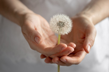 Female hands holding a dandelion flower - Powered by Adobe