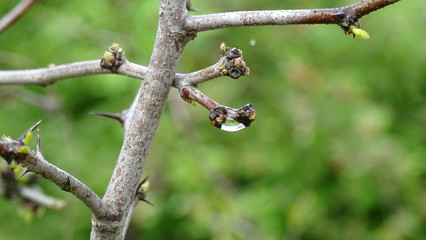 bee on a branch