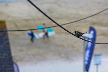 Fototapeta premium small bird on wire