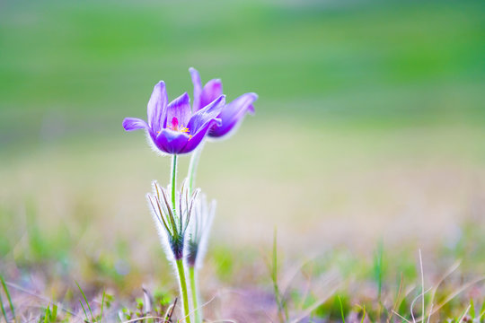 Wild violet crocuses in the forest at sunset. Macro image, shallow depth of field. Spring nature background