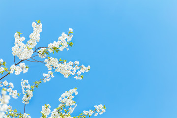 Branch of a blossoming tree in a blue sky. Spring blossom.