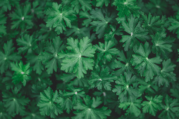 Fresh green leaves pattern or background. Natural background.