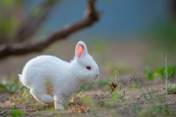 Little rabbit on green grass in summer day