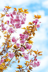 Amazing pink cherry blossoms on the Sakura tree in a blue sky.