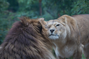 couple of lion