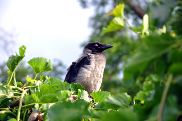 A gray crow on a green background. A crow sleeps on a mulberry tree