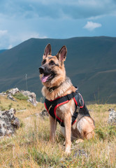 German shepherd sitting on the background of mountains. Portrait of a dog in the mountains, a dog traveling.