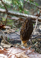 Morel Mushroom in the woods