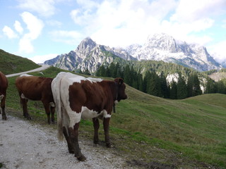Fototapeta na wymiar Spaziergang im Berchtesgadener Land