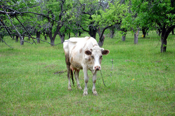 Organic farming. A cow is grazing in a meadow. White cow on a leash against the trees