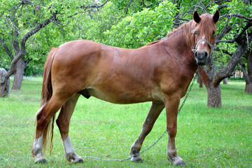 Fototapeta premium Brązowy koń na zielonym tle. Wśród drzew pasie się koń