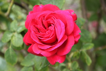 Pink rose blossom spring romantic flower

